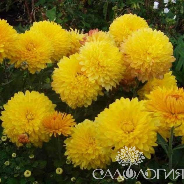 Хризантема Опал Фото И Описание Сорта